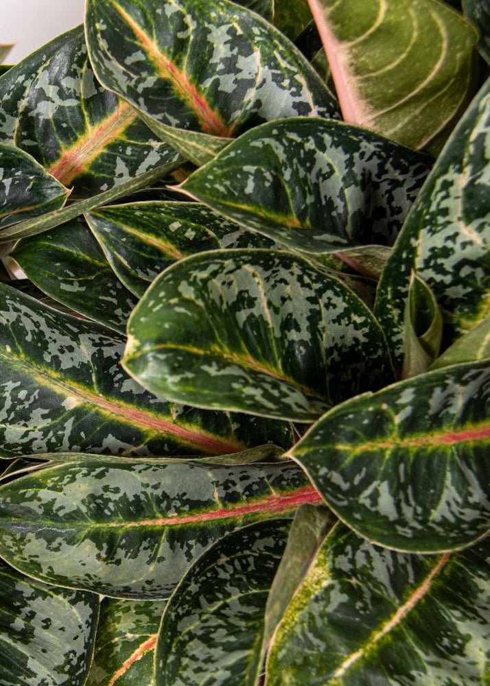 indoor plant with orange leaves Aglaonema Orange Flame: Vibrant and Easy-Care Houseplant
