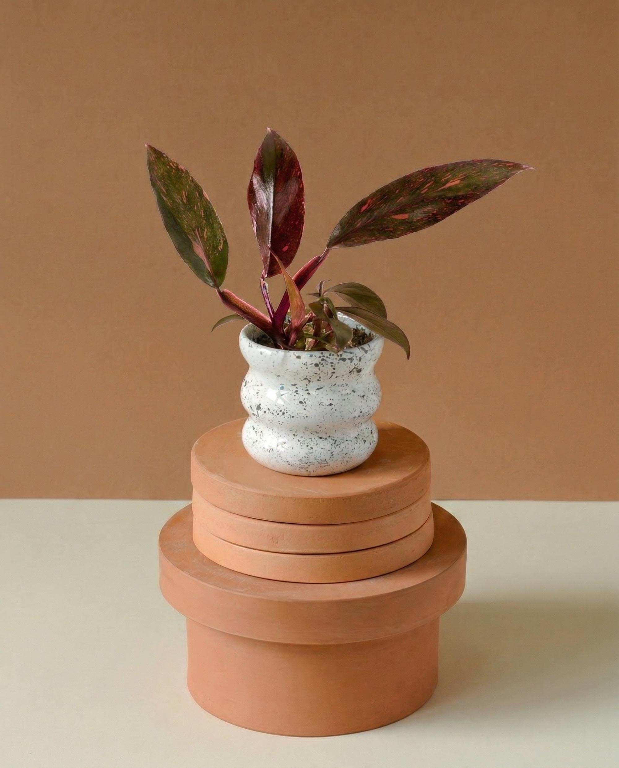 Philodendron 'orange princess' variegata Baby - Plant Circle