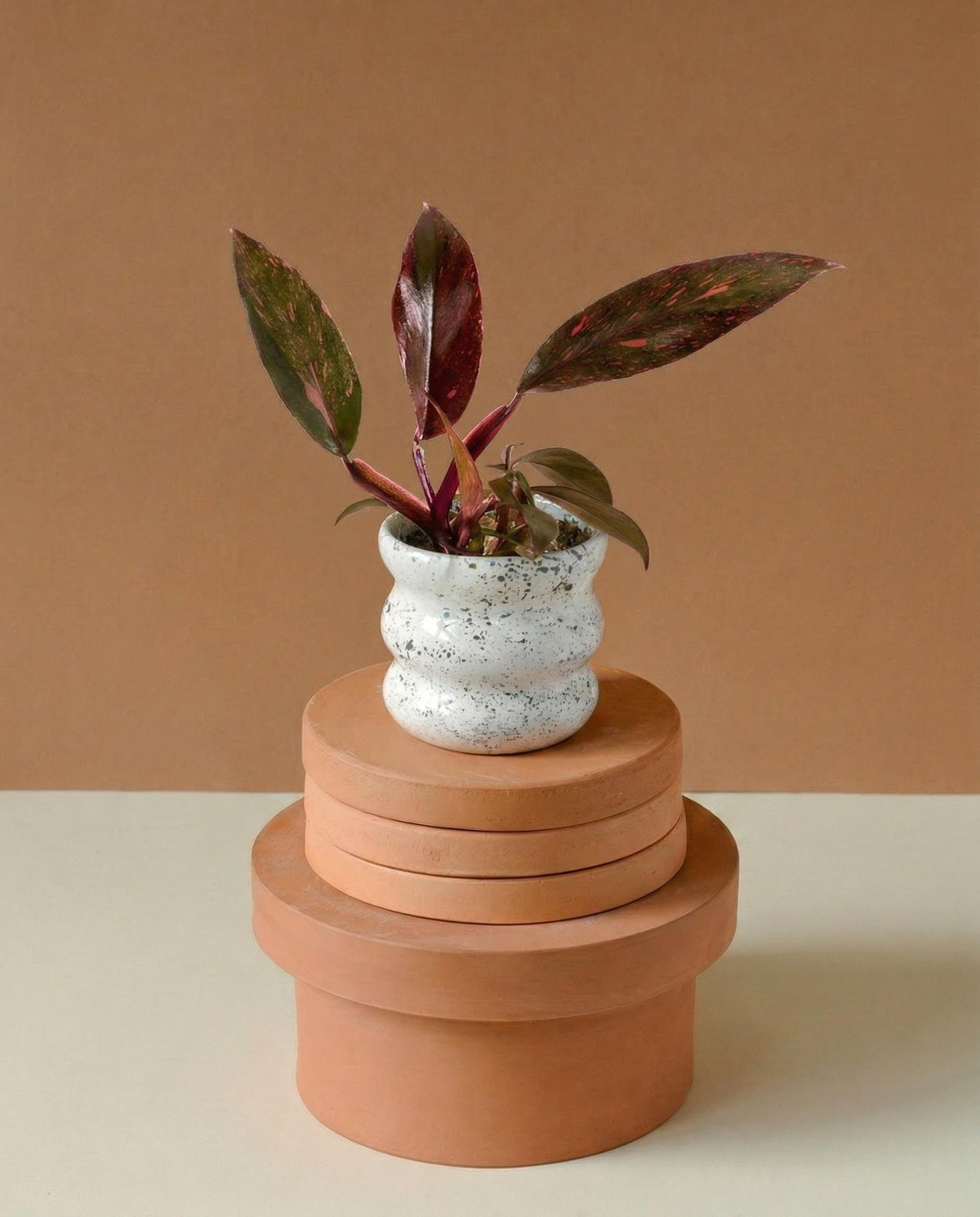 Philodendron ‘orange princess’ variegata in a white ceramic pot with an oranged toned backdrop