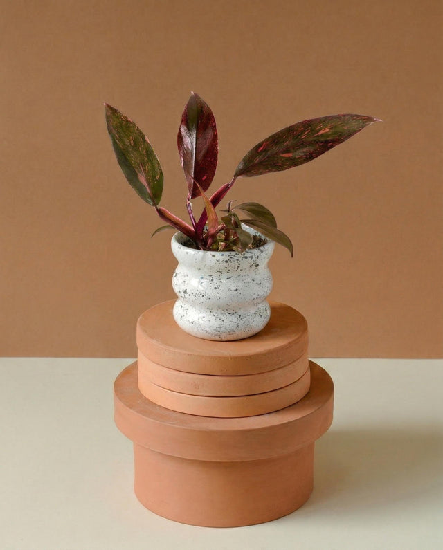 Philodendron ‘orange princess’ variegata in a white ceramic pot with an oranged toned backdrop