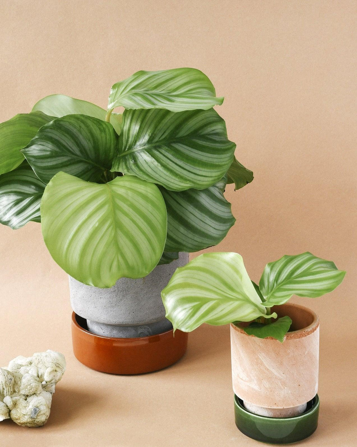 Goeppertia (Calathea) Orbifolia L