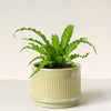 Asplenium antiquum ‘Osaka’ in ribbed ceramic pot with upright, wavy green fronds forming a dense rosette.
