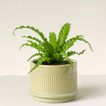 Asplenium antiquum ‘Osaka’ in ribbed ceramic pot with upright, wavy green fronds forming a dense rosette.
