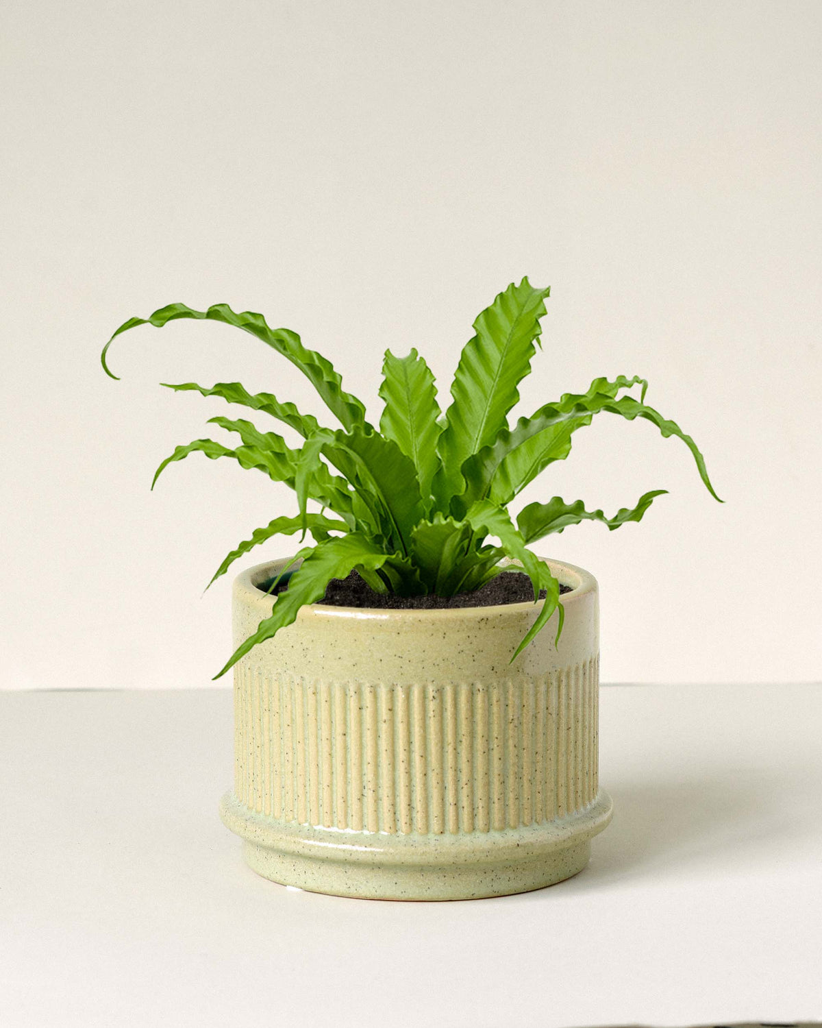 Asplenium antiquum ‘Osaka’ in ribbed ceramic pot with upright, wavy green fronds forming a dense rosette.
