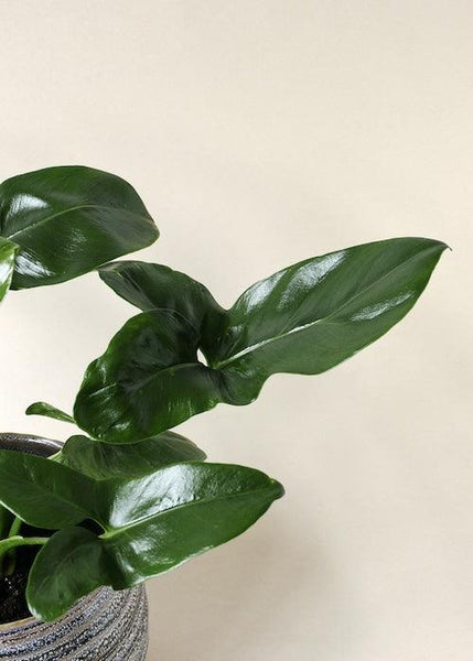 philodendron goeldii x williamsii Thaumatophyllum Spruceanum (Philodendron Goeldii, Green Wonder) XL