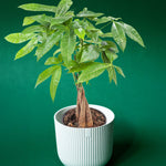 Pachira Aquatica aka Money Tree – Medium, Approx. 45.0cm height – 12.0cm Pot -  Plant Circle.