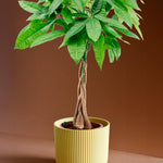 Pachira Aquatica aka Money Tree L – Large, Approx. 80.0cm height – 19.0cm Pot -  Plant Circle.