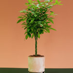 Pachira aquatica P17 H70