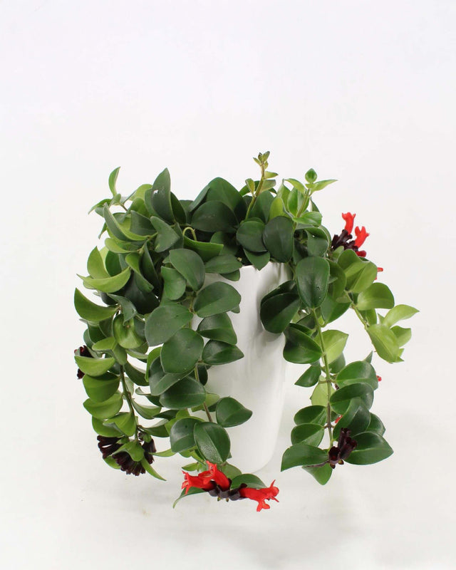 Healthy Aeschynanthus speciosus 'Mona Lisa' with red blossoms on a white background
