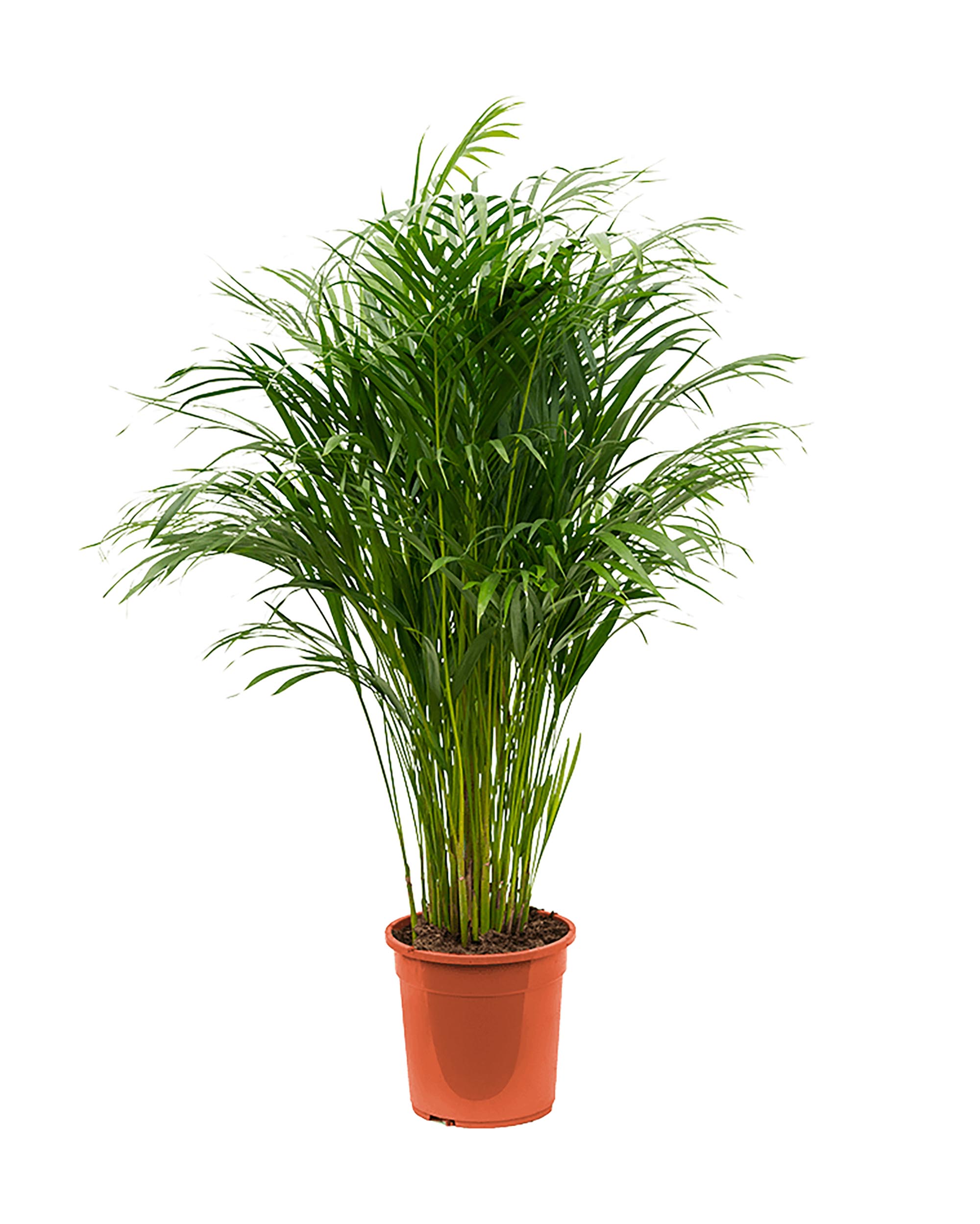 XL Dypsis lutescens (Areca Palm) in a terracotta nursery pot, with dense, feathery fronds.
