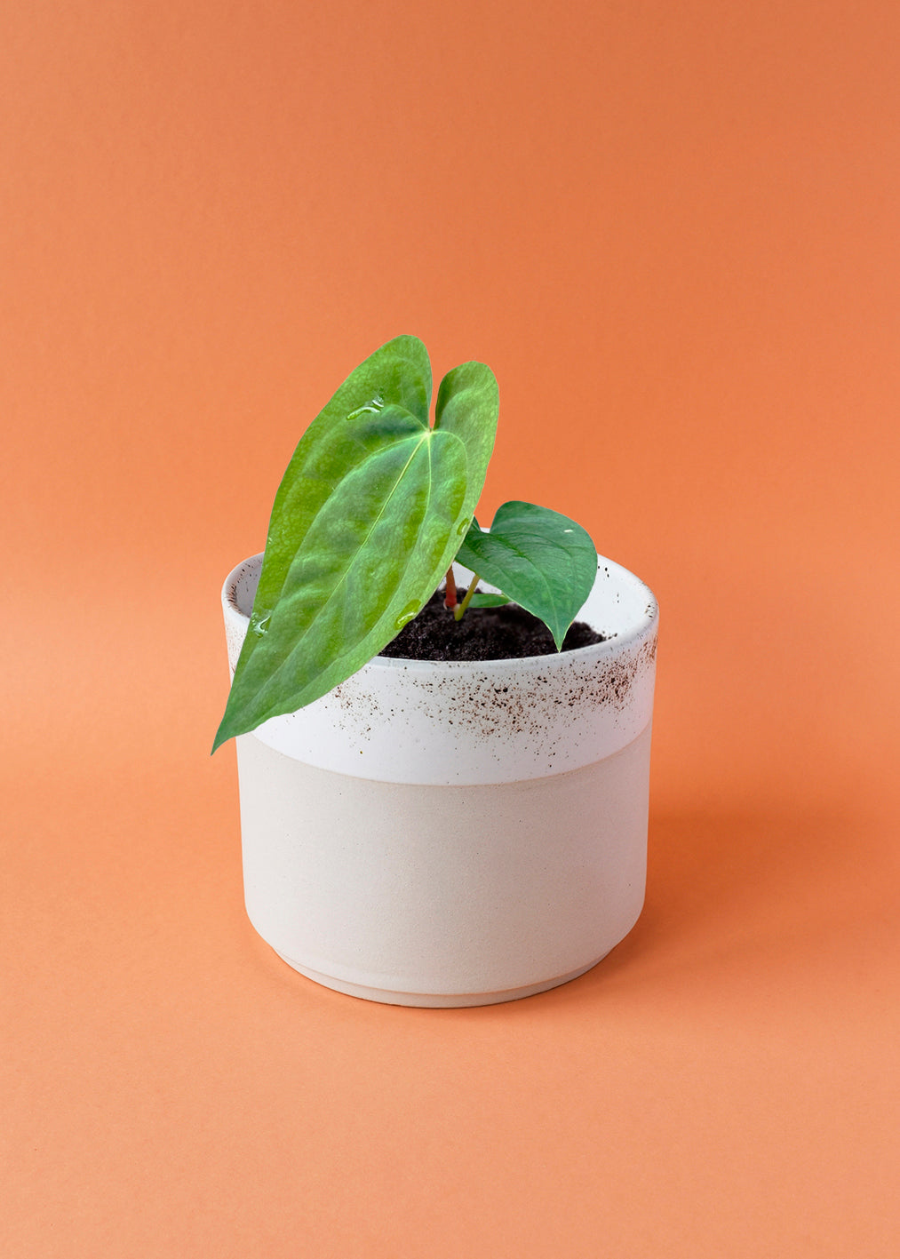 Anthurium Papillilaminum Small -  Plant Circle.