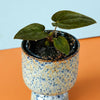 Healthy baby Anthurium papillilaminum × 'Dark Phoenix' showing dark velvet foliage on a blue and orange background