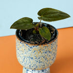 Healthy baby Anthurium papillilaminum × 'Dark Phoenix' showing dark velvet foliage on a blue and orange background