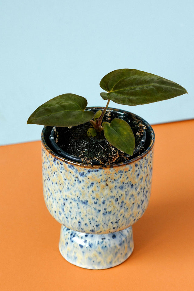 Healthy baby Anthurium papillilaminum × 'Dark Phoenix' showing dark velvet foliage on a blue and orange background