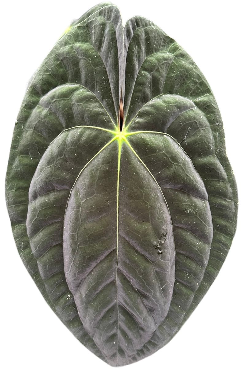 anthurium pap Anthurium Papillilaminum Small