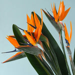 strelitzia reginae by plant circle