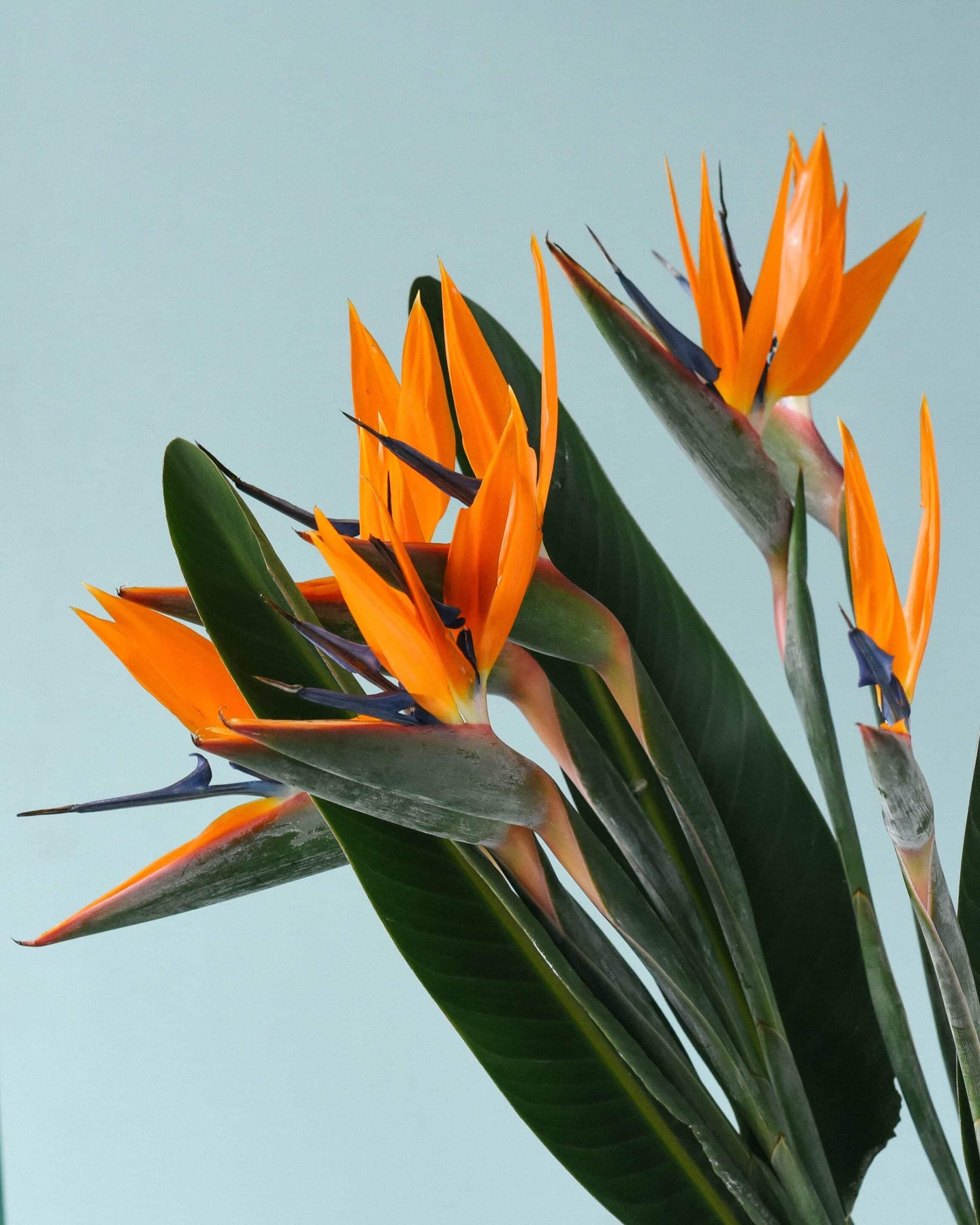 strelitzia angustifolia Strelitzia Reginae (Bird of Paradise) M