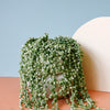 Senecio Rowleyanus Variegata (String Of Pearls)