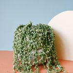 Senecio Rowleyanus Variegata (String Of Pearls)