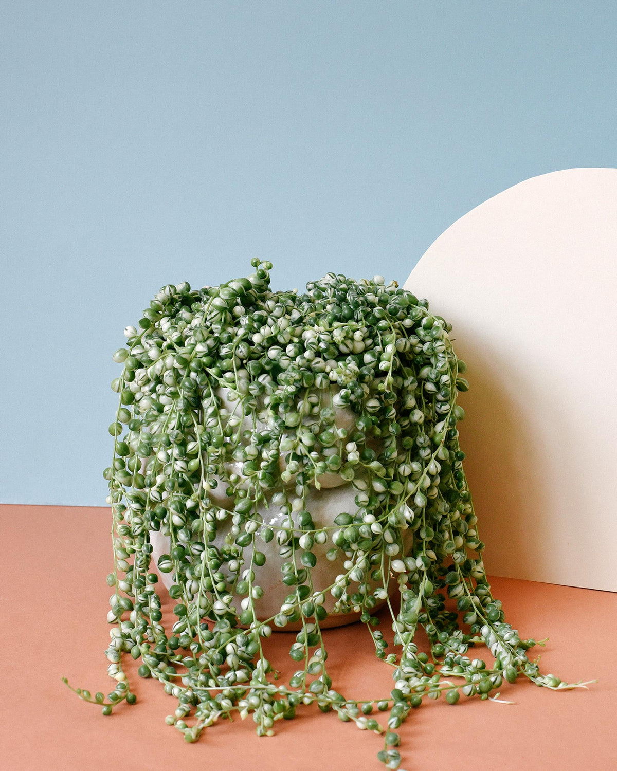 Variegated Senecio Rowleyanus succulent, also known as String Of Pearls, displayed in a decorative planter.