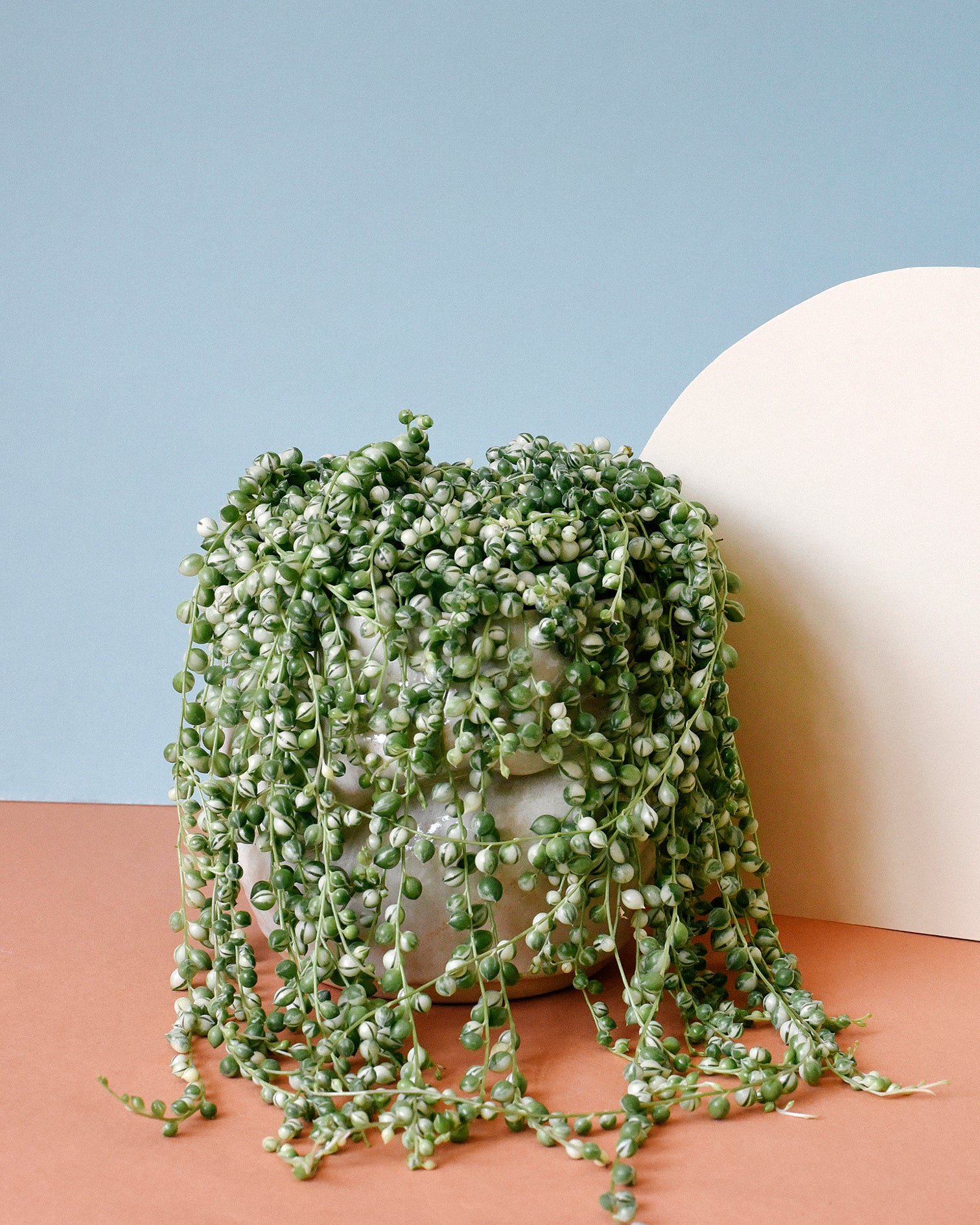 Senecio Rowleyanus Variegata (String Of Pearls)