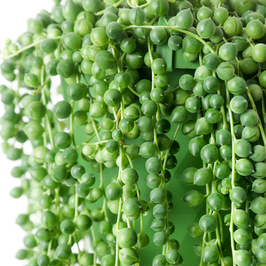 Senecio Rowleyanus (String of Pearls) Medium -  Edelcactus BV (handmatig).