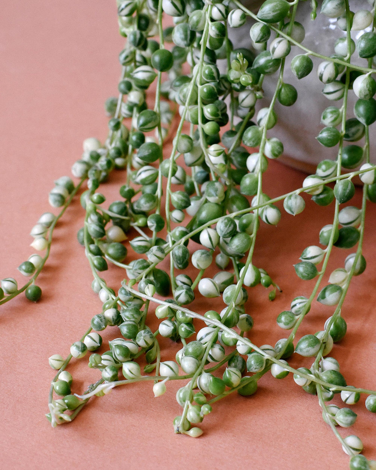 Variegated Senecio Rowleyanus succulent, also known as String Of Pearls, displayed in a decorative planter.