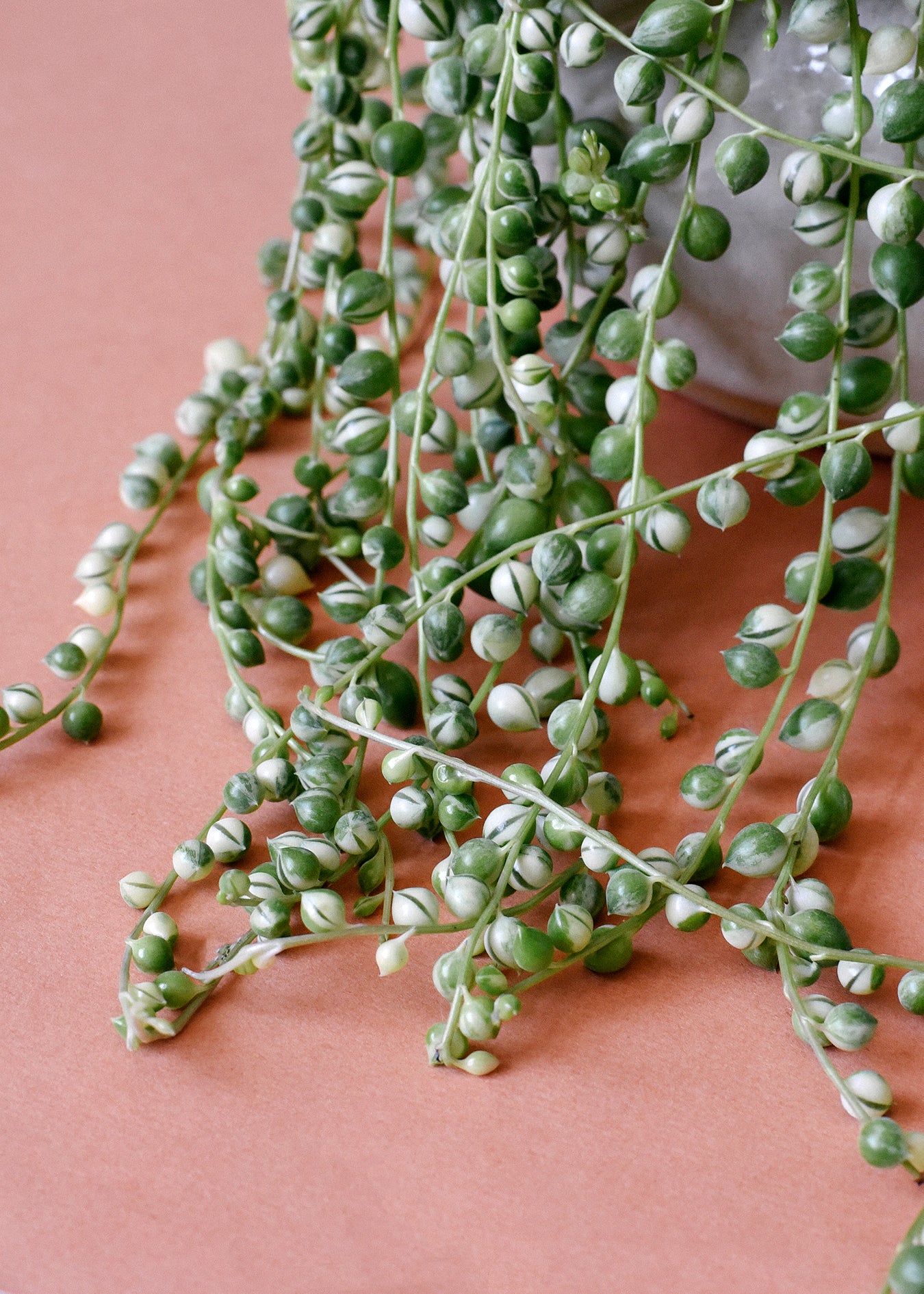 Senecio Rowleyanus Variegata (String Of Pearls)