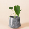 Healthy Anthurium Peltigerum Baby plant in a grey terrazzo plant pot with peach backrgound
