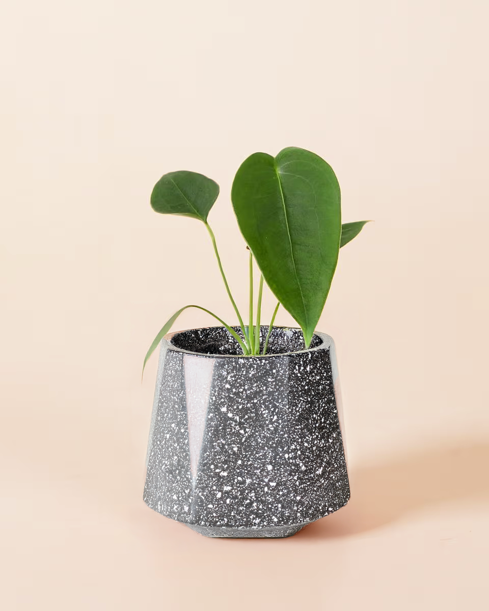 Healthy Anthurium Peltigerum Baby plant in a grey terrazzo plant pot with peach backrgound