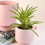 Peperomia ferreyrae 'Happy Bean' aka Nevada Baby by Plant Circle – Baby, Approx. 10cm height by Plant Circle – 6.0cm Pot