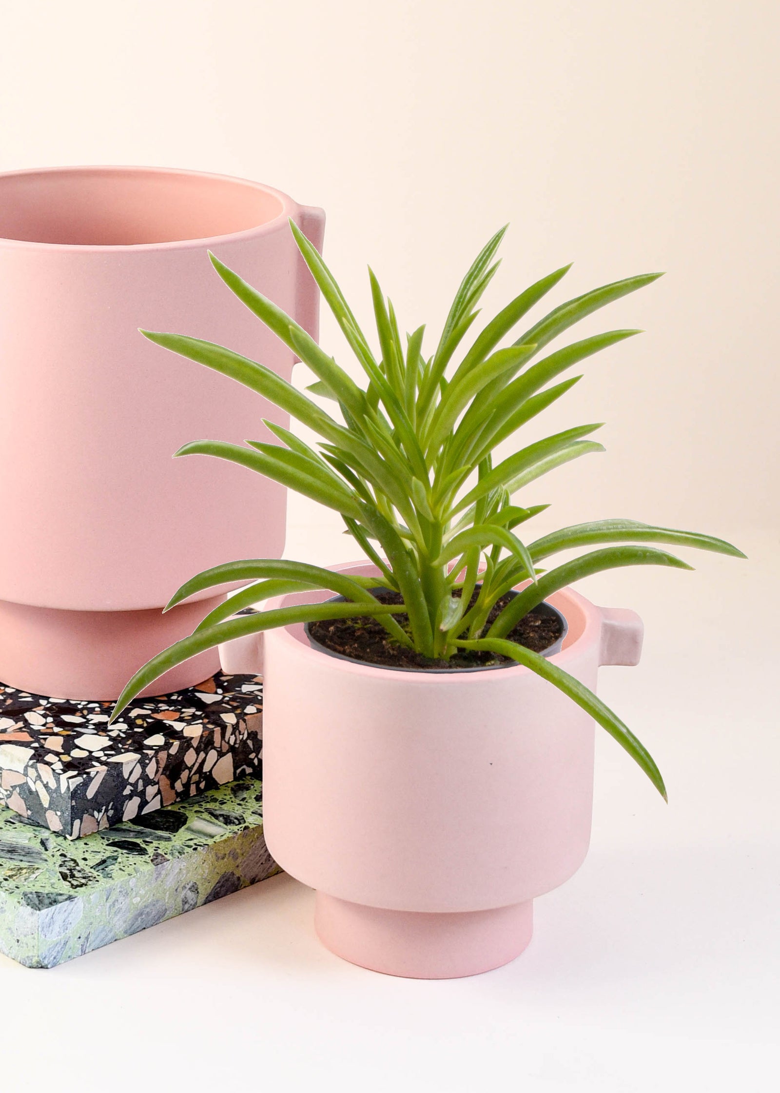 Peperomia ferreyrae 'Happy Bean' aka Nevada Baby by Plant Circle – Baby, Approx. 10cm height by Plant Circle – 6.0cm Pot