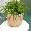 Peperomia ferreyrae 'Happy Bean' aka Nevada Medium by Plant Circle – Approx. 25 cm height by Plant Circle – 12.0cm Pot