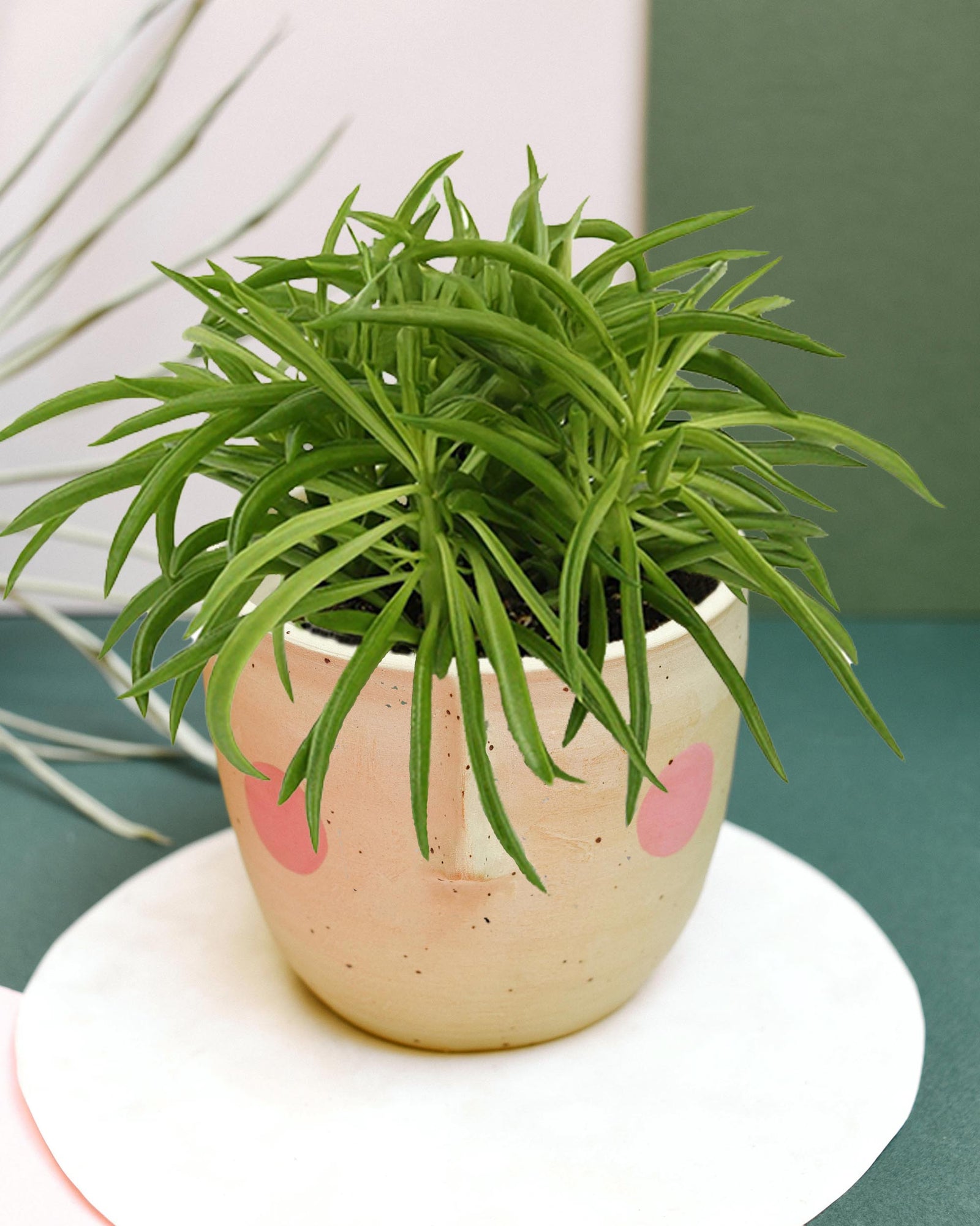 succulent that looks like green beans Peperomia ferreyrae 'Happy Bean' aka Nevada Medium