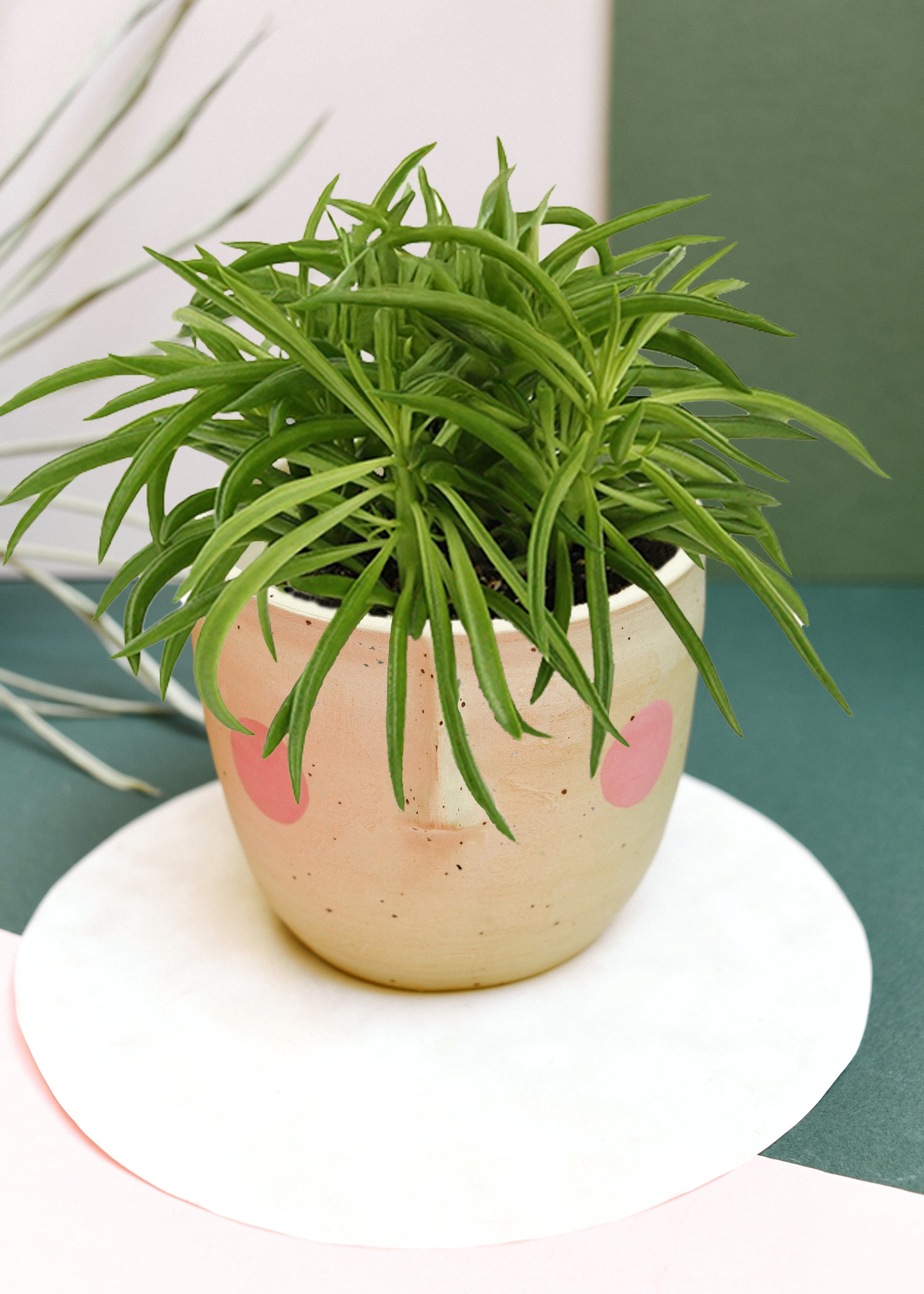 Peperomia ferreyrae 'Happy Bean' aka Nevada Medium by Plant Circle – Approx. 25 cm height by Plant Circle – 12.0cm Pot