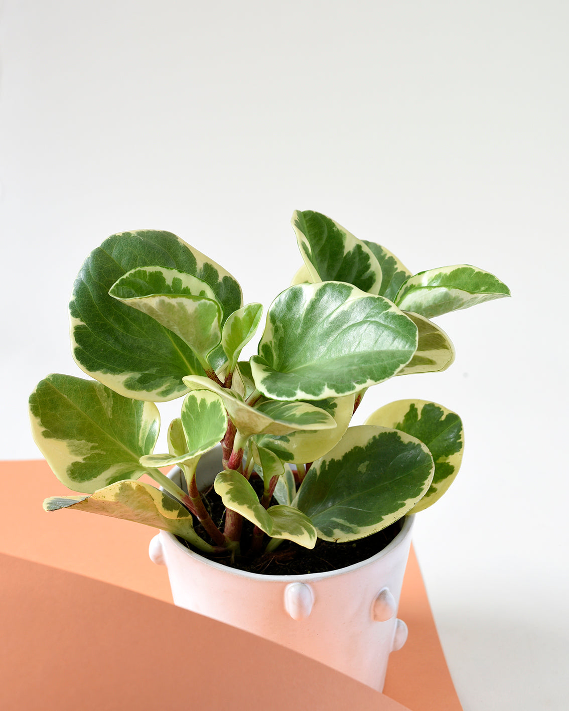 Peperomia obtusifolia 'Green Gold'