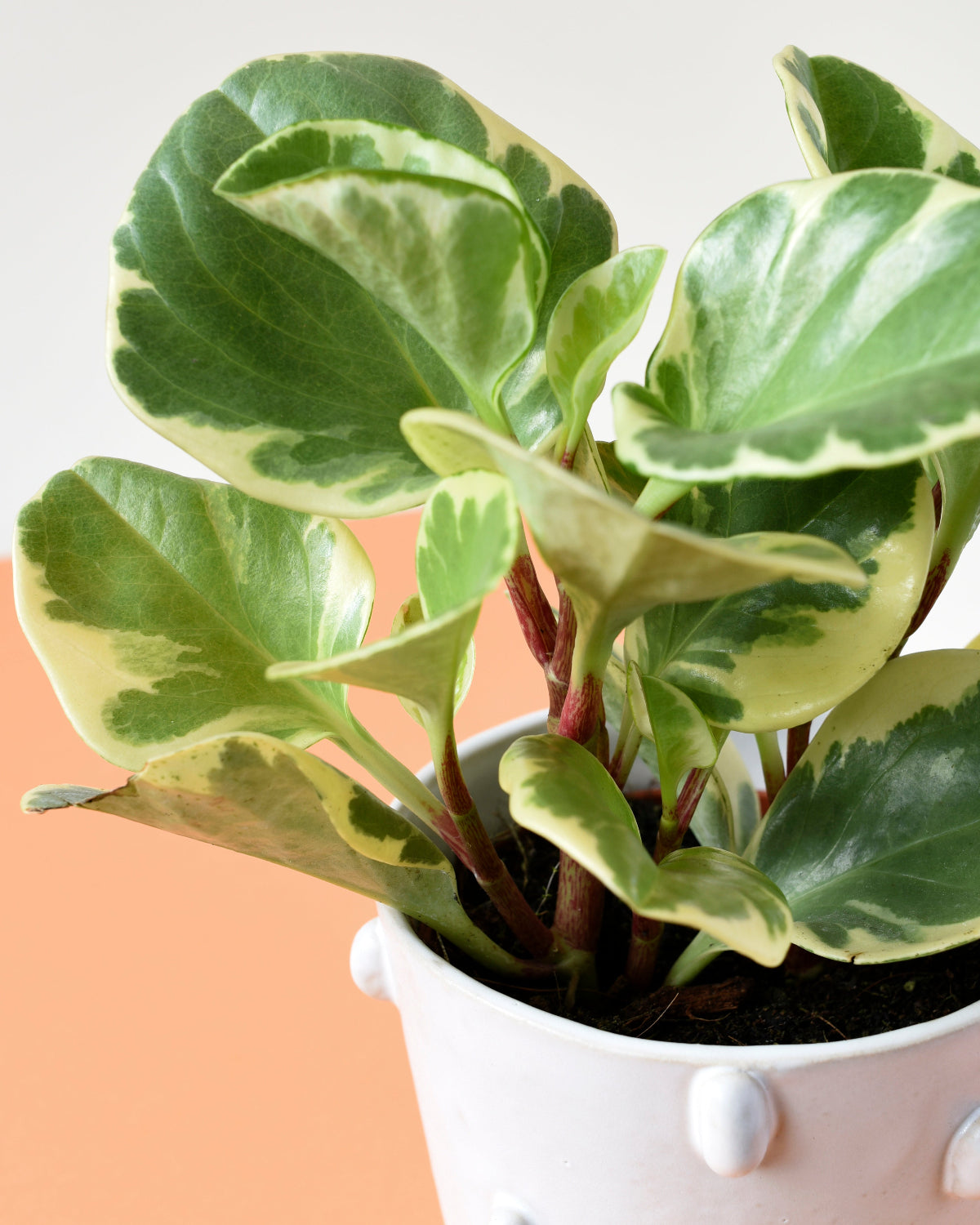 Peperomia obtusifolia 'Green Gold'