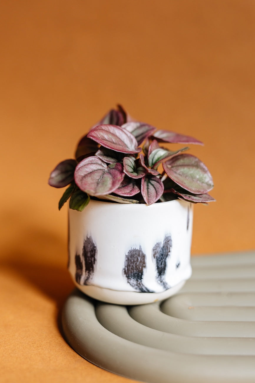 peperomia-caperata-cayenne-baby