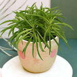 Peperomia ferreyrae 'Happy Bean' aka Nevada Medium -  Plant Circle.
