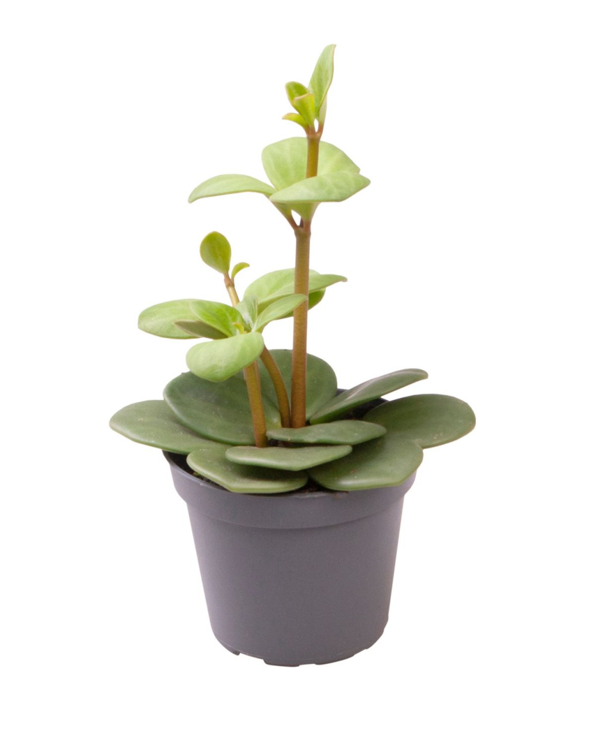 peperomia hope