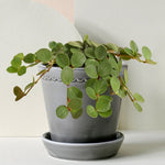 Peperomia 'Hope' Medium