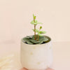 peperomia hope