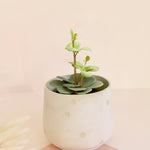 peperomia hope