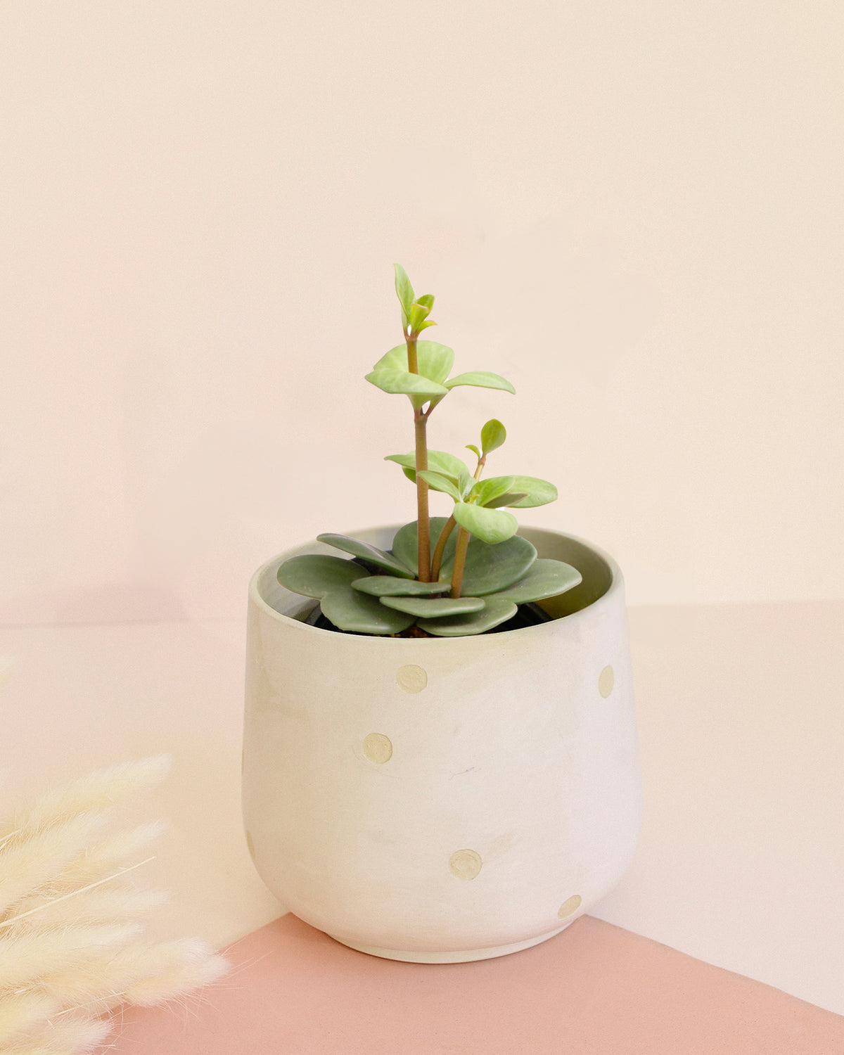 hope succulent Peperomia 'Hope': Easy-Care Pet-Safe Houseplant