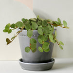 Peperomia 'Hope' Medium