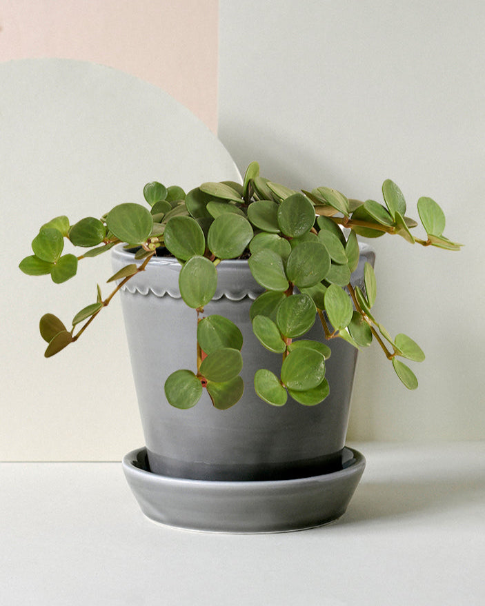 Peperomia 'Hope' Medium