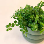 Peperomia rotundifolia trailing jade in green pot with small round cascading leaves, shown up close.
