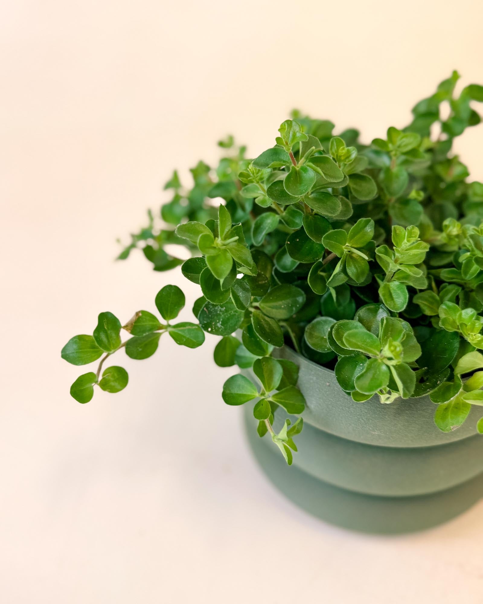 Peperomia rotundifolia trailing jade in green pot with small round cascading leaves, shown up close.
