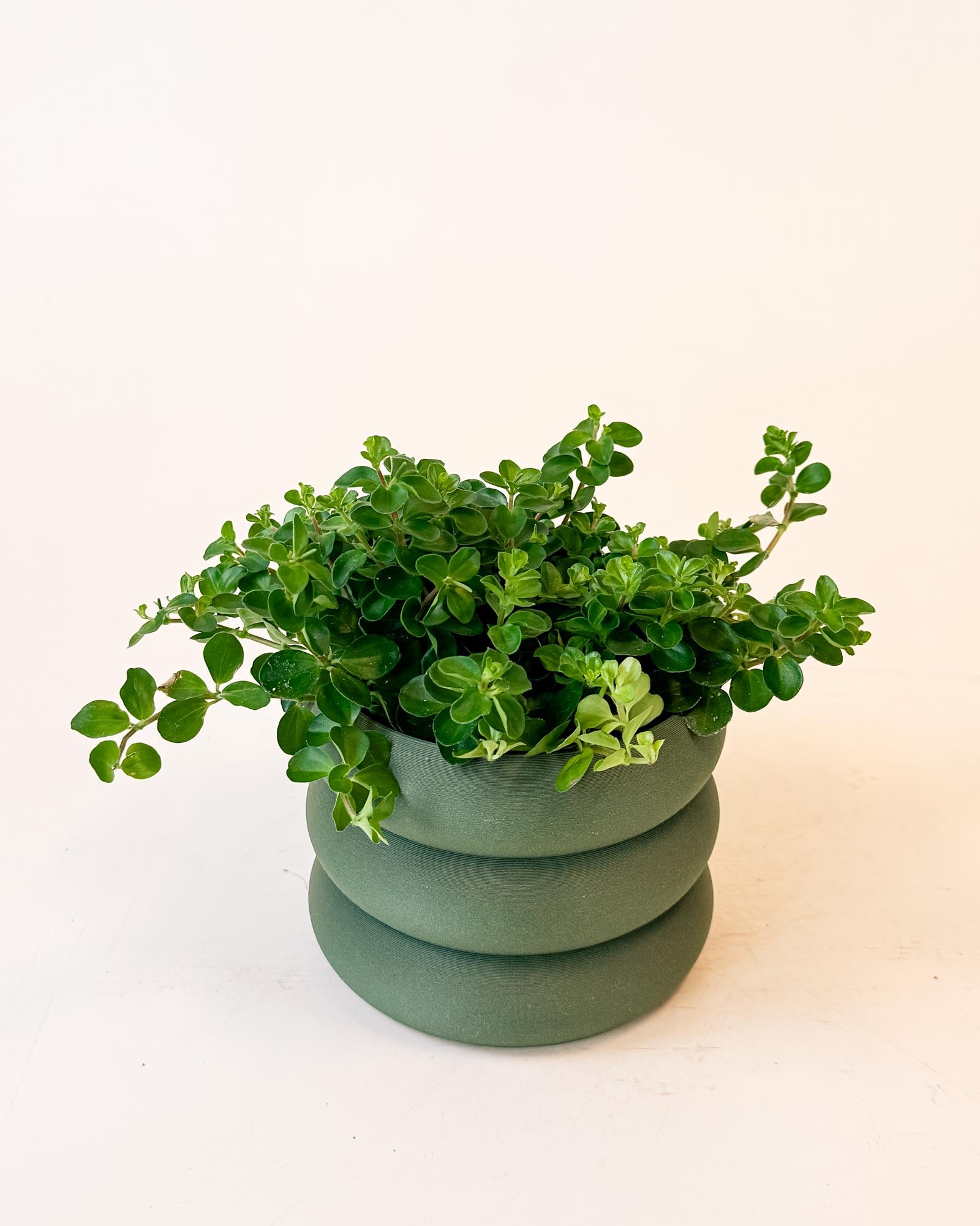Trailing Jade Peperomia in matte green pot with compact, lush green foliage spilling slightly over the sides.
