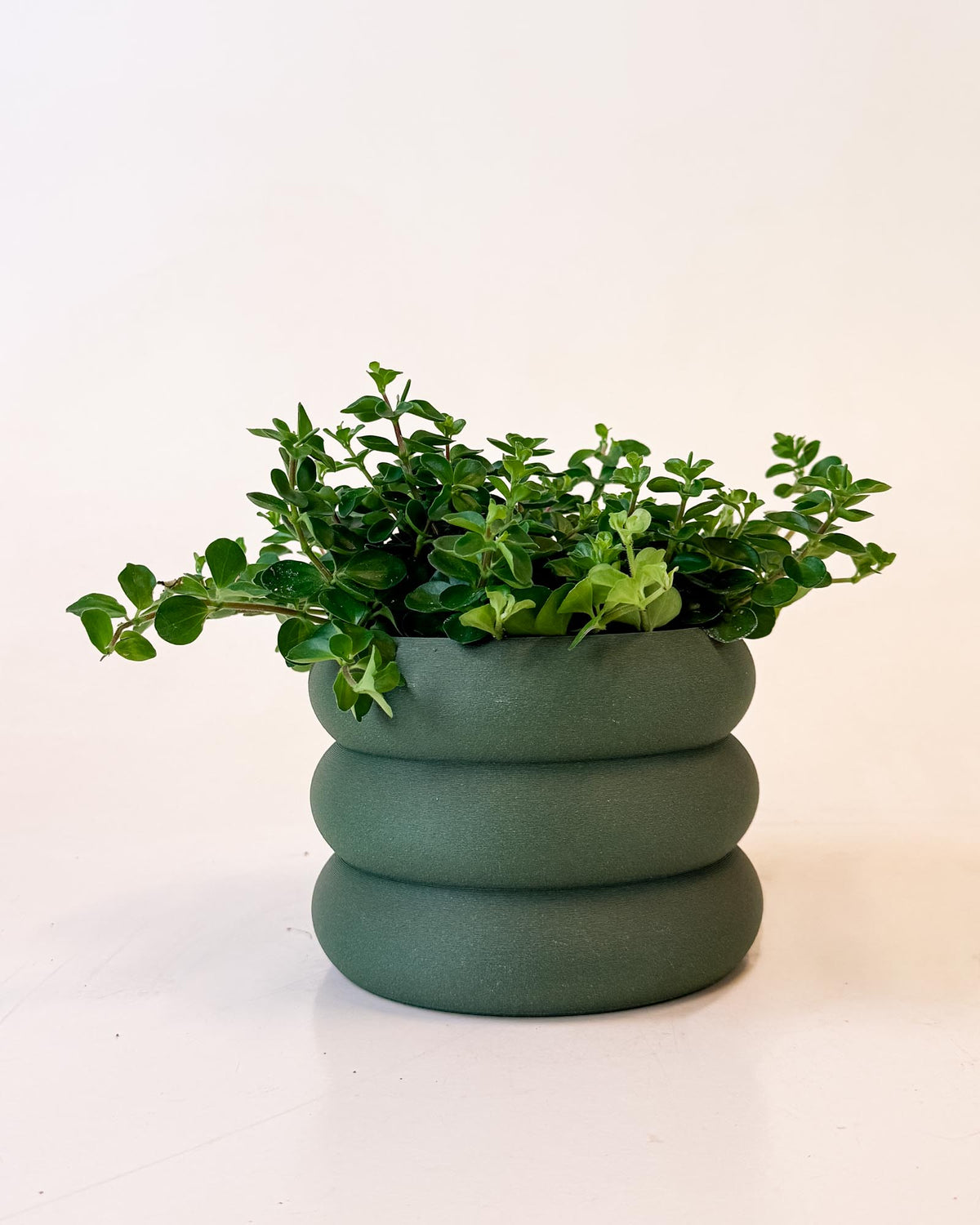 Side view of Peperomia rotundifolia in decorative pot with trailing, rounded green leaves.
